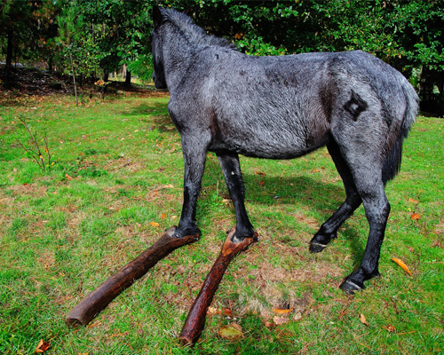 guardiacivil's tweet photo. ¿Has visto alguna vez caballos con cepos?¿No crees que es una #burrada ? RT y colabora #062 seprona@guardiacivil.org http://t.co/TbBtmTJ40L