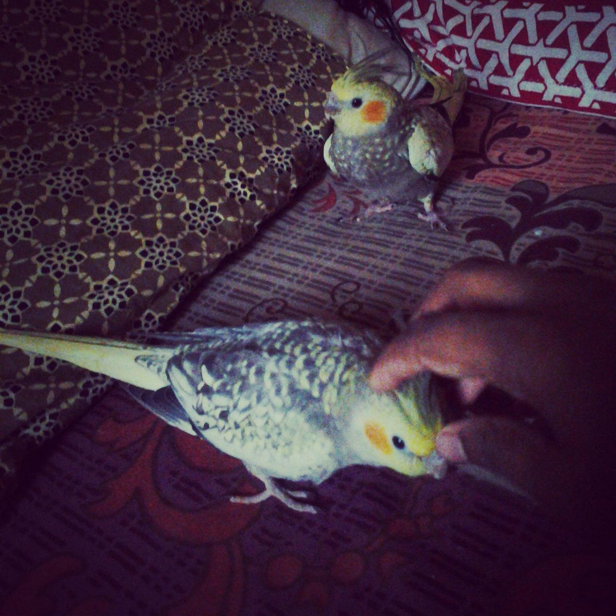 Priyanka ✨  (@priyankaswt29) on Twitter photo 