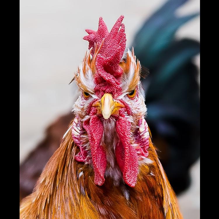 adorama's tweet photo. HA! RT @20ftThai: @adorama #sharingsunday #animals #grumpychicken http://t.co/6Joanh80Eq