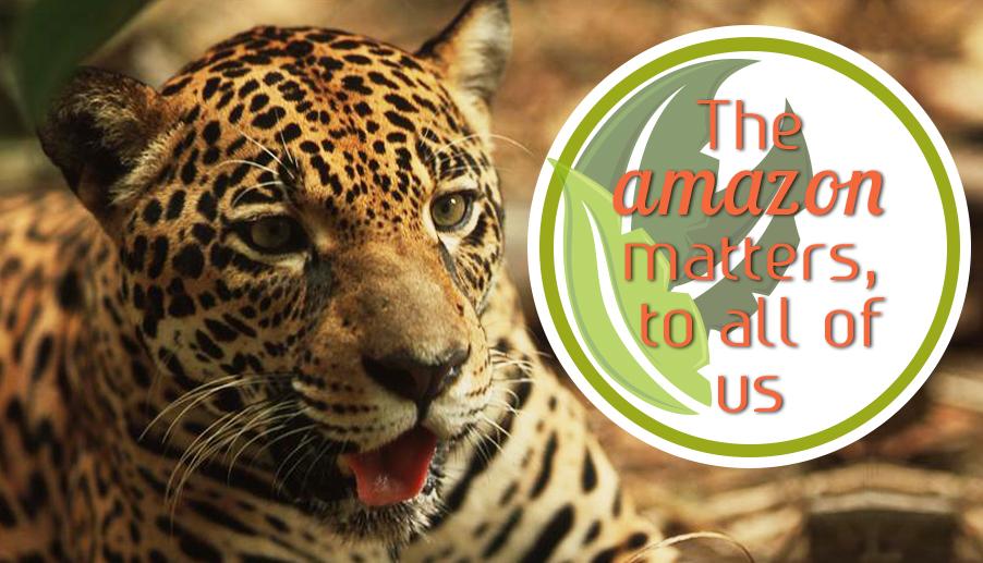 greenpeaceusa's tweet photo. Good news! The moratorium that stops Amazon deforestation for soy fields is extended http://t.co/xxLDMdiGMk http://t.co/I8gnsGkl0J