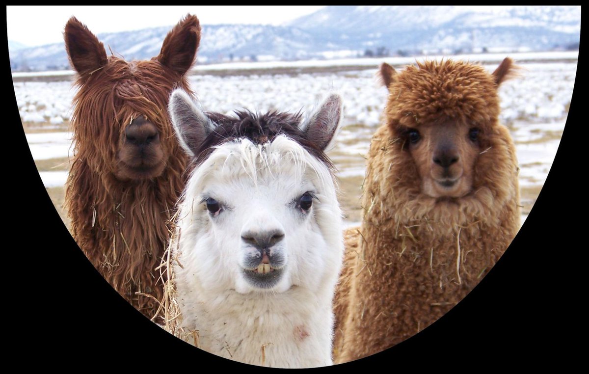 vladdy101's tweet image. @plantcreep camman