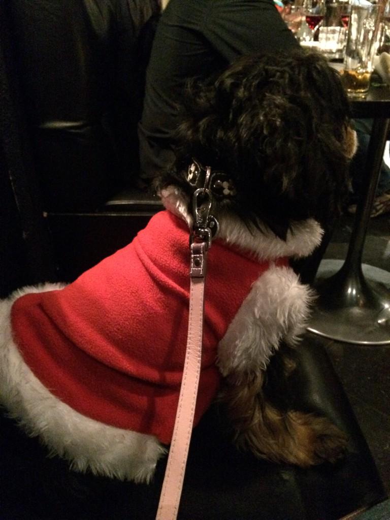 adorablemolly's tweet photo. @HampsteadGaucho @poshpoochescard @oli23jo @wils2803 http://t.co/sohOGJRUUT