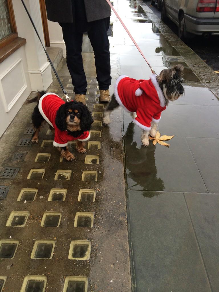 adorablemolly's tweet photo. @HampsteadGaucho @poshpoochescard @oli23jo @wils2803 http://t.co/sohOGJRUUT
