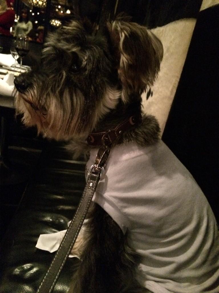 adorablemolly's tweet photo. @HampsteadGaucho @poshpoochescard @oli23jo @wils2803 http://t.co/MYO47xoB2R