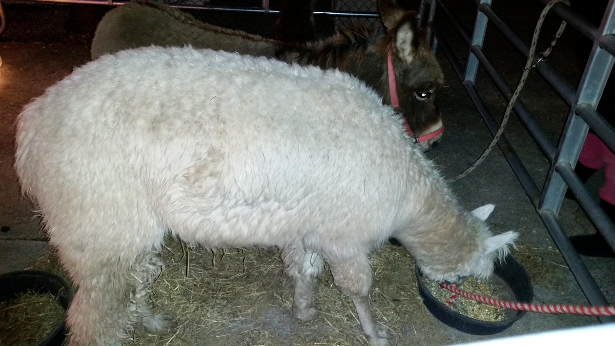 69pctcc's tweet photo. #Canarsiechristmashouse
Santa &amp; live animals http://t.co/ib49KljOco