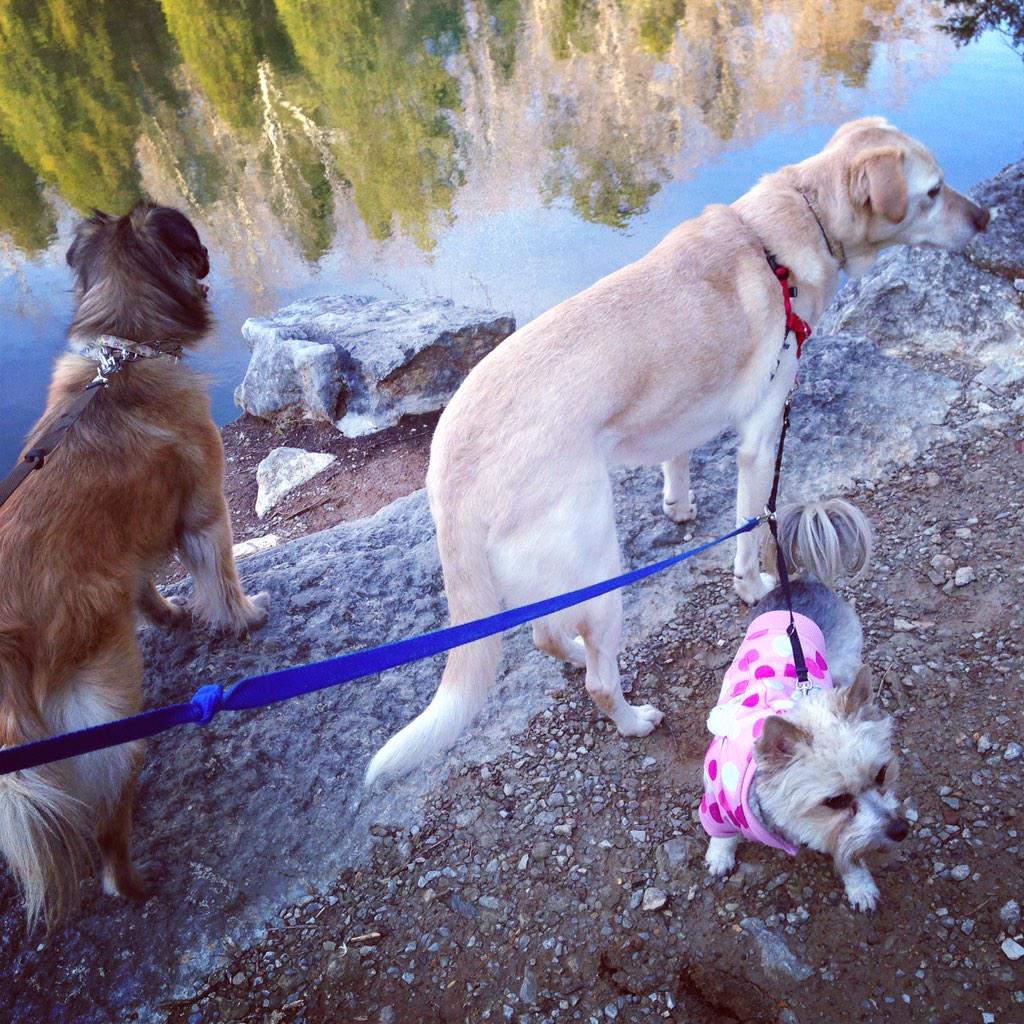 sfmaggiemae's tweet photo. Hiked out to the quarry with the sissies! #outdooryorkie #imsocute http://t.co/9PSNOu7D4r