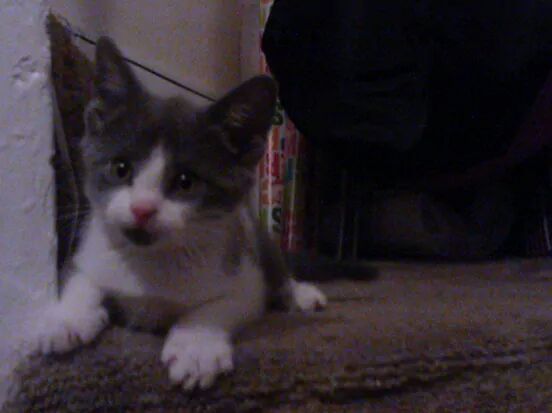 beccabocca99's tweet photo. I miss you so much Charlie... :( I love you.. http://t.co/LUu7czpOpJ
