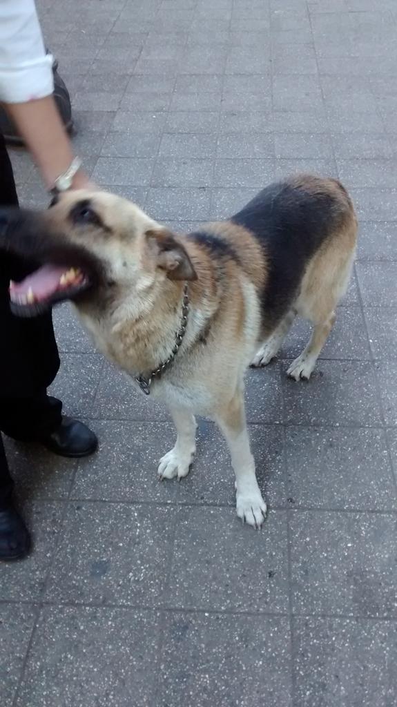 LeslieCabrera_'s tweet photo. Tengo a este pastor alemán, perdido!! Coppelia mall panorámico. Providencia. Difundir por favor. http://t.co/dZqfWLFBcr