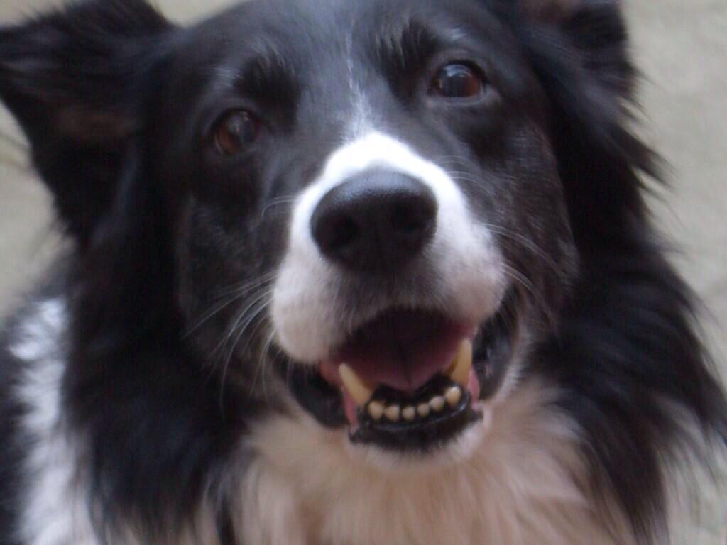 findingfureverhomes tweet media