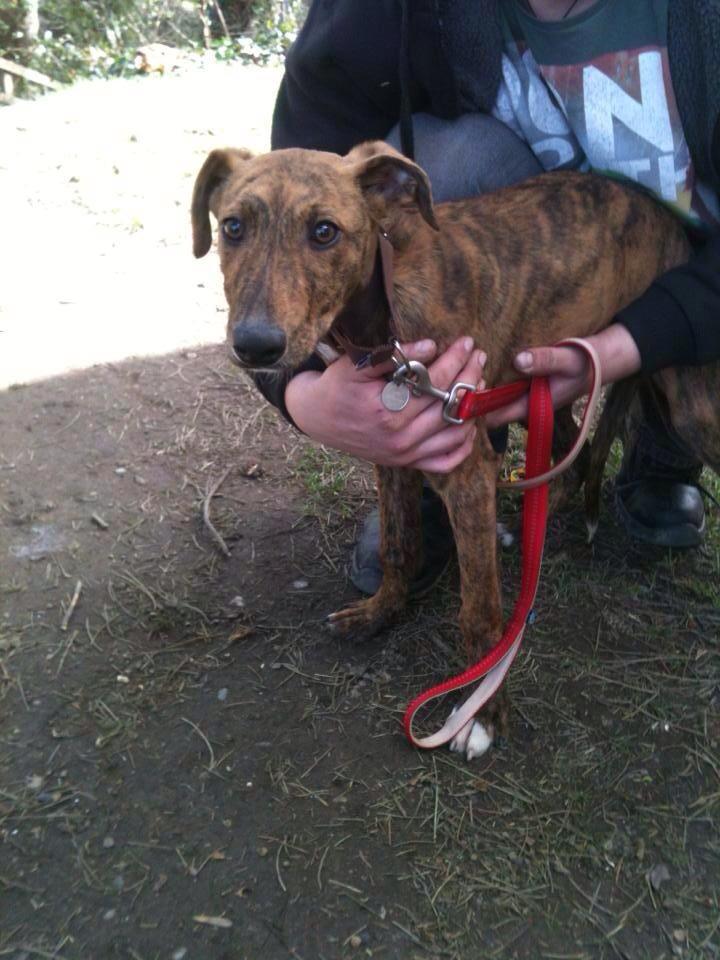 findingfureverhomes tweet media