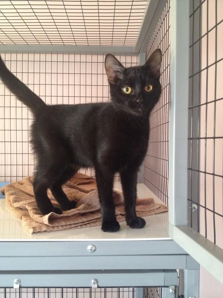 Embedded image permalink