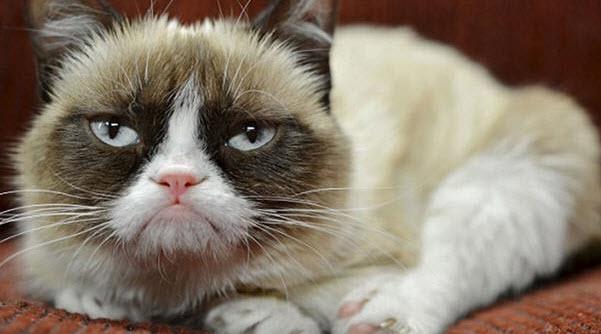 9NewsQueensland's tweet image. Grumpy Cat has earned $120m for owner since @reddit debut:  short.ninem.sn/AuR8vhN/. #9News