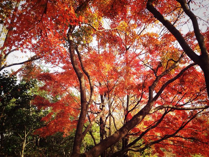 ダイエット仲間の妹と一緒に朝のジョギング 一緒に走ってくれると心強い(o^^o) http://t.co/mQRsWRiniJ