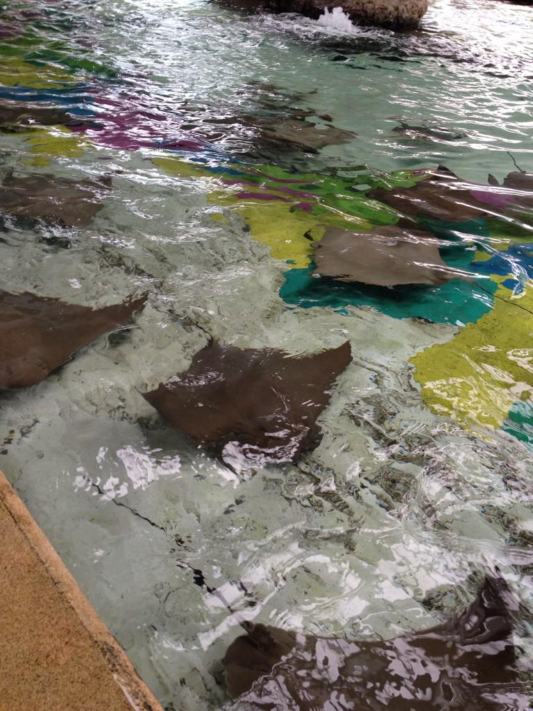4_large's tweet photo. @caudwellkids #DD2014 #purplepeople #destinationdreams some more of Sea World fab day http://t.co/Lw1YrPRgIm