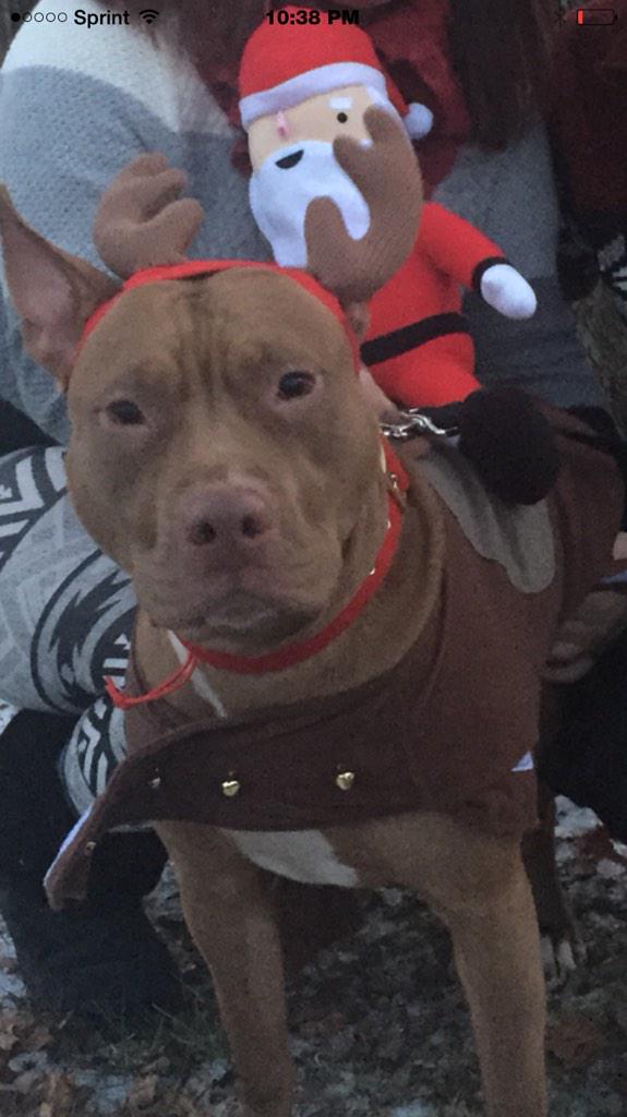 yllus99's tweet image. #ShowUsYourPits Nala the Red Nosed Pitbull
