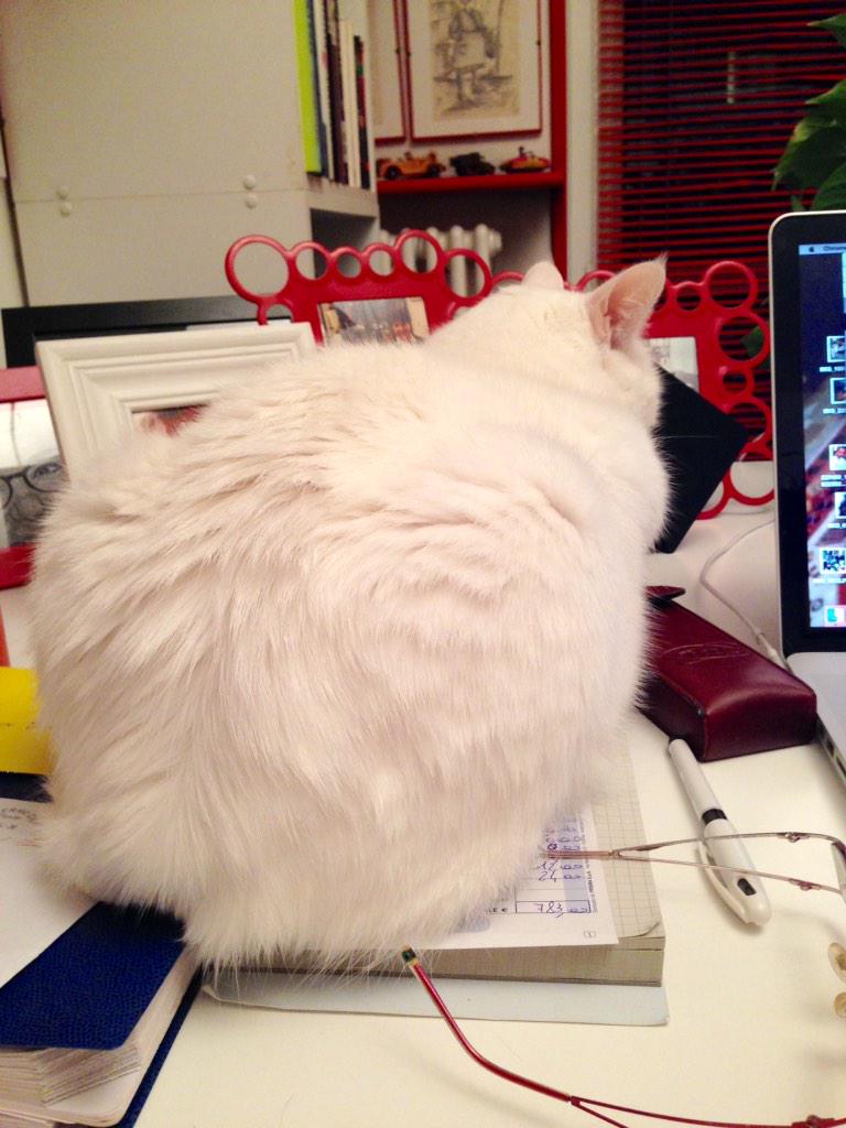 LidiaPhilema's tweet photo. @hugo4de @masterkillercat @MTaege 
No killed kitties #nocatkill http://t.co/CNKG3XHvN2