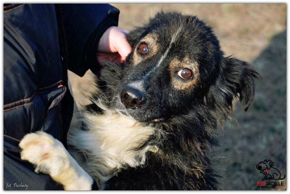 PSYjaciele's tweet photo. Pepe słodki młodziak poszukujący domku. Lubi długie spacery i kocha ludzi. #adopcje #Warszawa #psy #zwierzęta http://t.co/poXDHDv58J