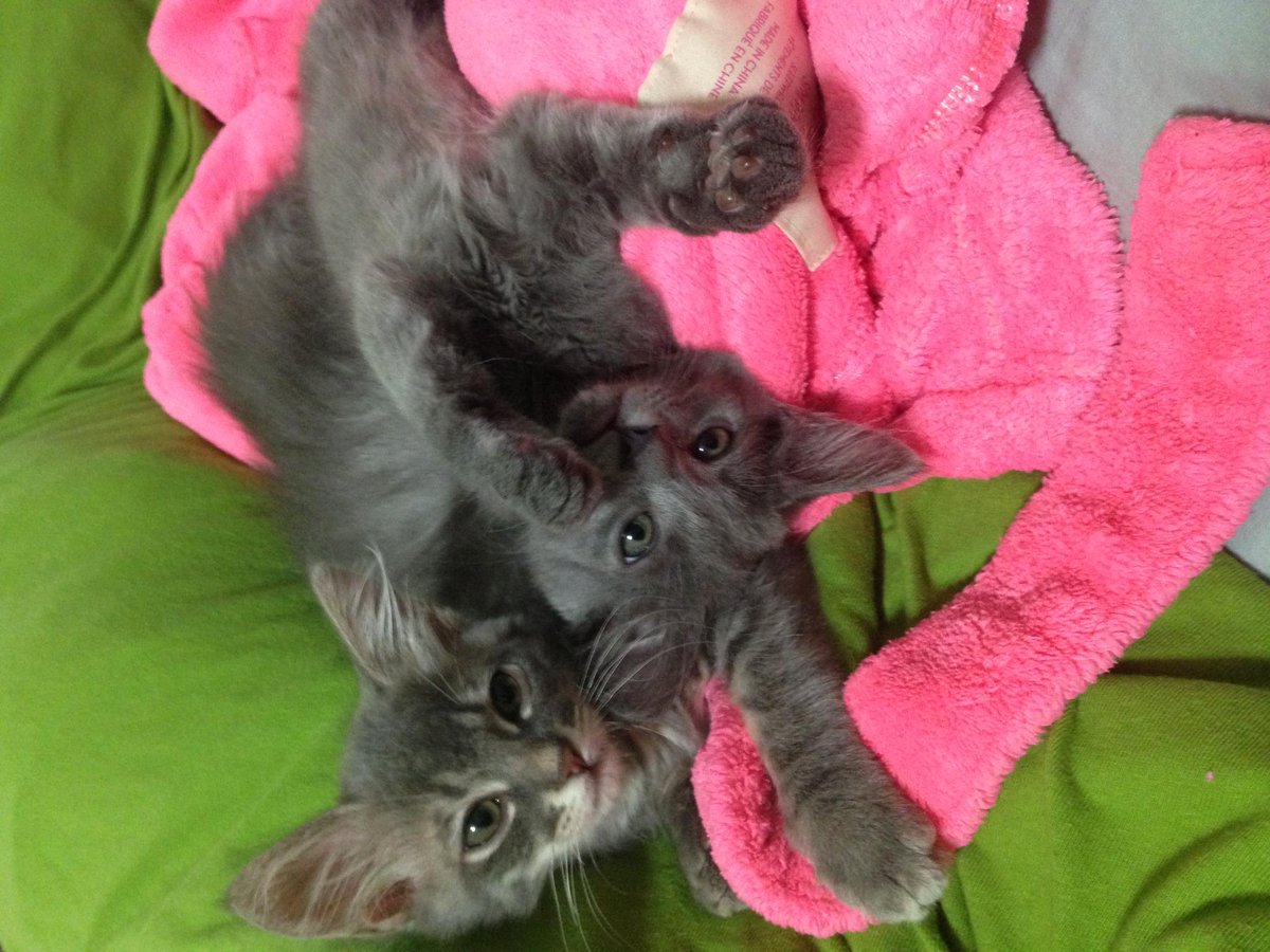 Felipe and Jamal.  Getting neutered this week and will be ready for #adoption soon! #adoptapet #kittens