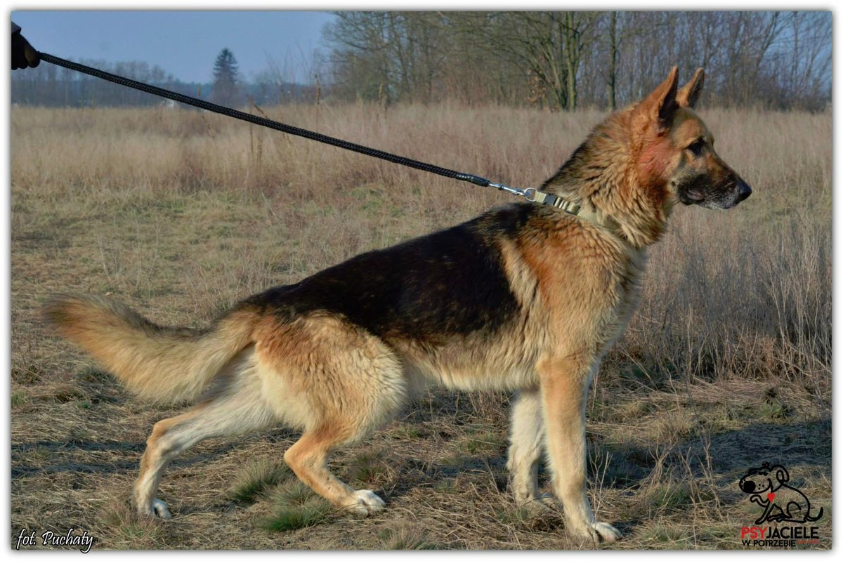 PSYjaciele's tweet photo. Ok4 letni pies. Do człowieka przyjazny,ciekawy otaczającego go świata. 
#pies #Warszawa #Radom #adopcje #zwierzęta http://t.co/mKDdG9N5by