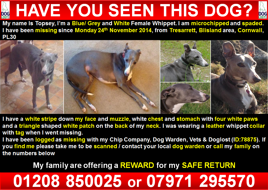 MaggieM2010's tweet photo. Still Missing http://t.co/2Bfgb1Xueh #Cornwall #PL30 #Helpfindmydog #FindTopsey @FindTopesy Plz RT http://t.co/Hwx90Ol9Bq