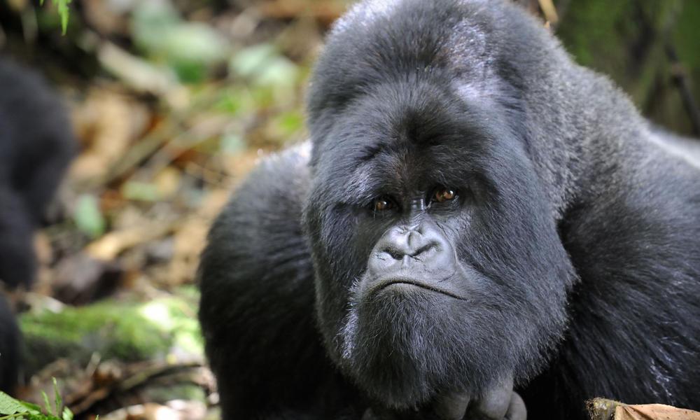 Permalien de l'image intégrée