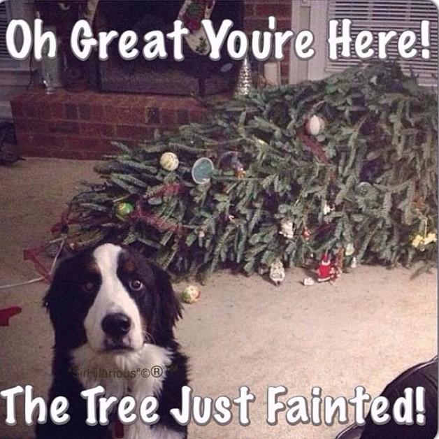 #HappyMonday 😂
#MadeUsLaugh
#Dog 
#Tree
#Christmas
#Festive
#Mischief
#Oops