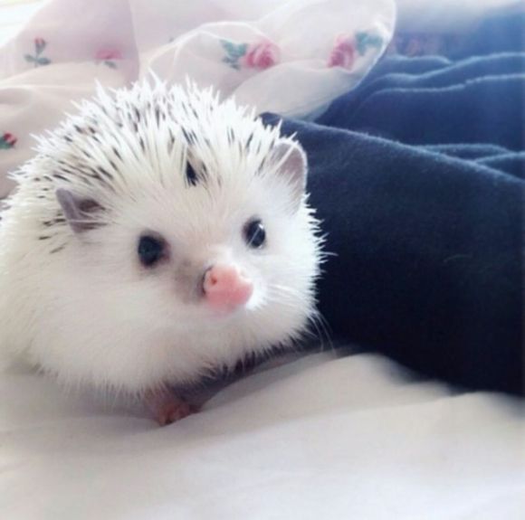 おもカワ どうぶつ 白いハリネズミ T Co 8hef9e0uah おもカワ どうぶつ 白いハリネズミ T Co 8hef9e0uah