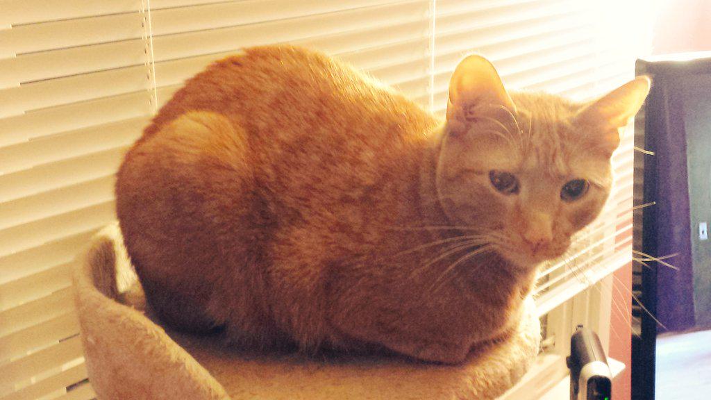 LonelyIsaacCat's tweet image. You call it #kittyloafmonday We call it pre-ninja training meditation. NO CAMERAS