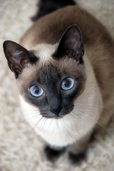 mengie's tweet photo. วิเชียรมาศ แมวไทยโบราณที่ในตปทรู้จักในชื่อ แมวสยาม(Siamese Cat) มี9แต้ม นัยน์ตาสีฟ้าเป็นเสน่ห์อย่างหนึ่งของแมวชนิดนี้ http://t.co/YwBasw9oEg