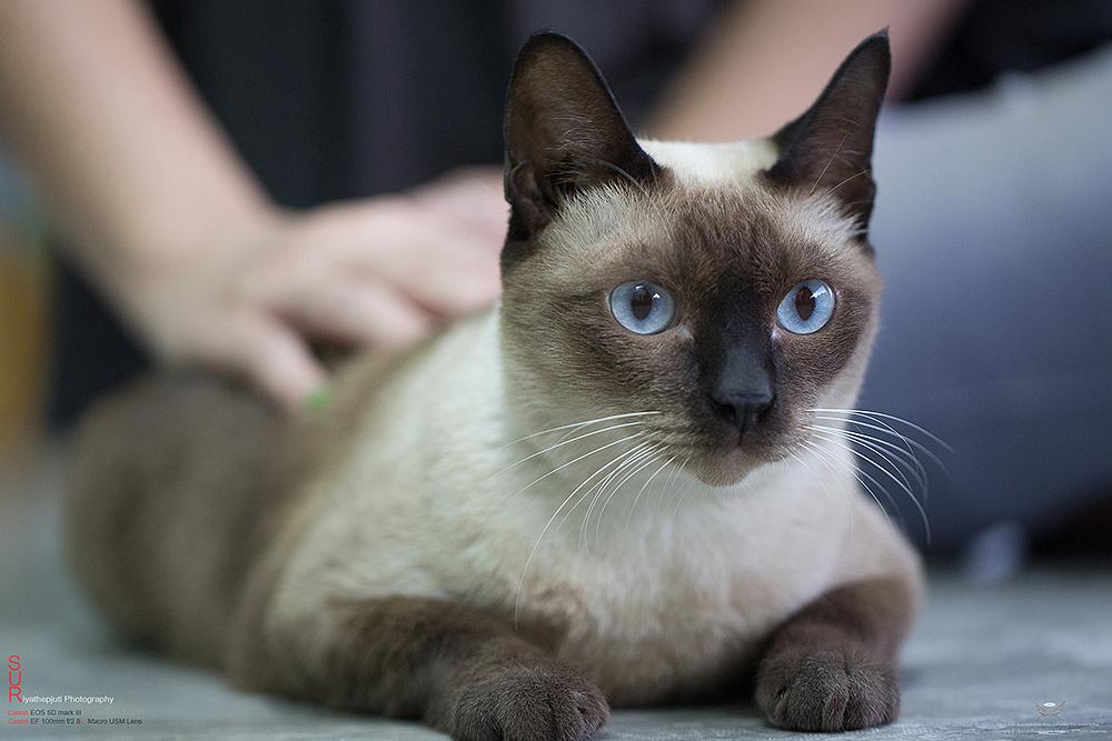 mengie's tweet photo. วิเชียรมาศ แมวไทยโบราณที่ในตปทรู้จักในชื่อ แมวสยาม(Siamese Cat) มี9แต้ม นัยน์ตาสีฟ้าเป็นเสน่ห์อย่างหนึ่งของแมวชนิดนี้ http://t.co/YwBasw9oEg
