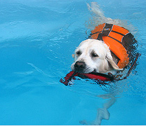 Minster_Vets's tweet photo. *Job Vacancy * F/T hydrotherapy supervisor for details and how to apply: http://t.co/CRQiYrkzn8 http://t.co/SW2xCbTEyP