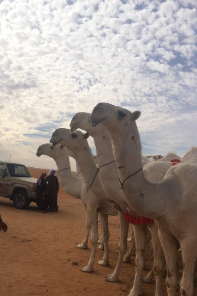 Fahad502Al's tweet photo. نزحم بوضحاً لمن شافها الخصم ارتعد 
             لين عقب معاند الوضح يطلب ودها http://t.co/pmgDp34Bm2