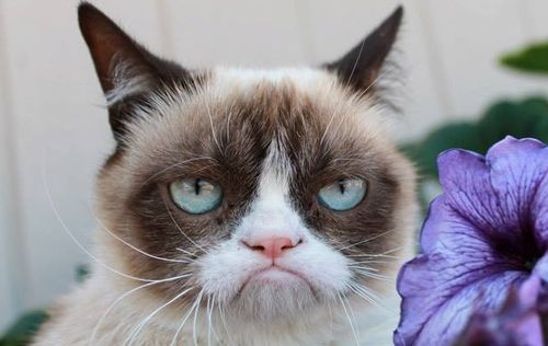 Владелица Grumpy Cat (Сердитого котика) заработала на животном около 100 миллионов долларов