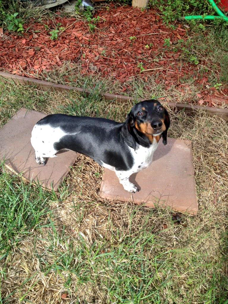 SweetPeaThePod's tweet photo. Please don't make me go peepees in the grass #doxieposse #princesspaws #wetgrass #dachshund #dachshunds #pets #love http://t.co/6wyY7DpjQV