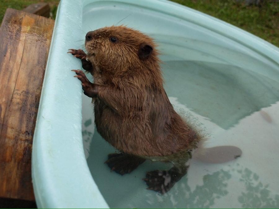 baby beaver in a bath.