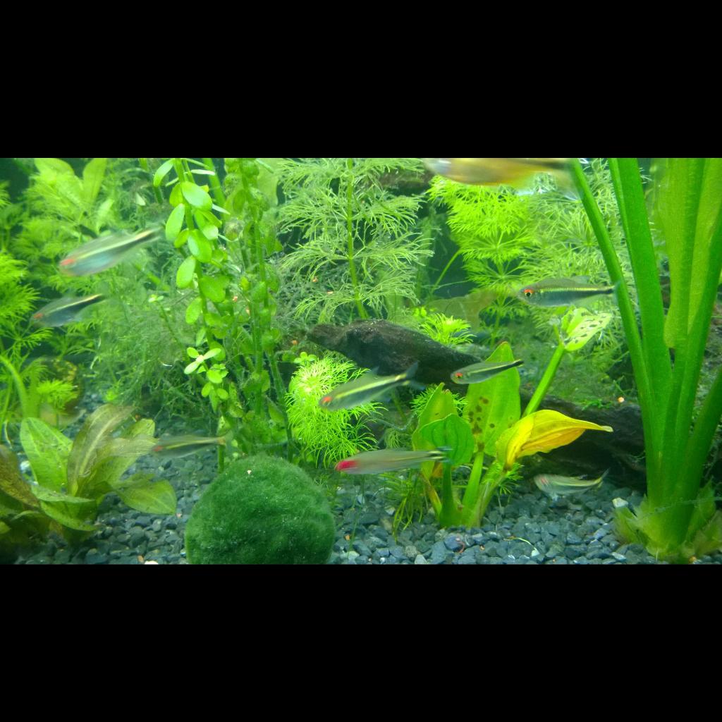 m1guelt's tweet photo. @acuaristica  @mundoacuario @Akvaristan  @Acuarioteka #acuariosplantados #plantedtank #plantedaquarium http://t.co/A1kpLZtF20