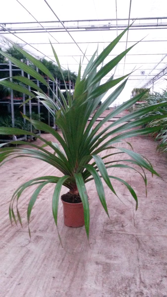 Heboplant BV. tweet media