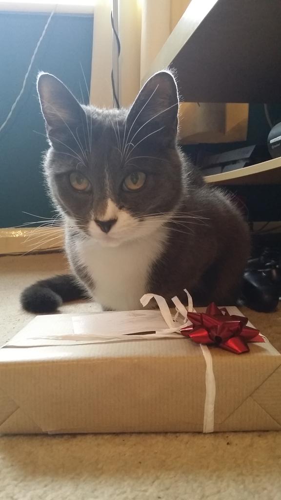 MasterMaximus's tweet photo. If I look cute can I open it now? 😺🎄🎁 http://t.co/oh006KWEmj