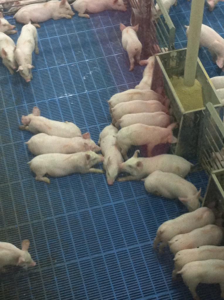 A piglet will gain about 280 lbs in just 6 months - the equivalent weight of an average <a href="/nfl/">NFL</a> linebacker