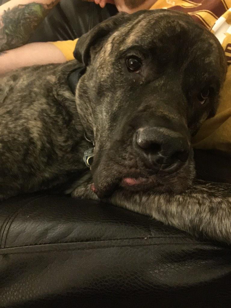 WaytMichelle's tweet image. Davinci needs help get funds so Dr. Harrison can do his surgery on his leg. So please donate gofundme.com/i23698?pc=tw_u