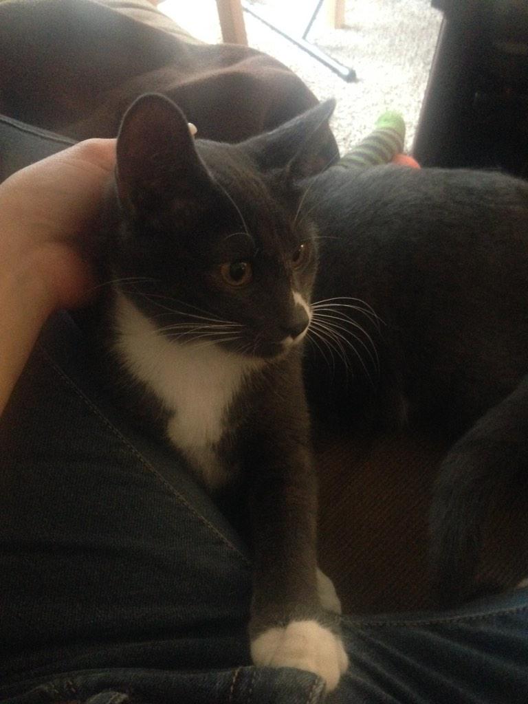 Dallas_Jones1's tweet photo. Meet Sebastian 😻 http://t.co/AtdaiZrmAq