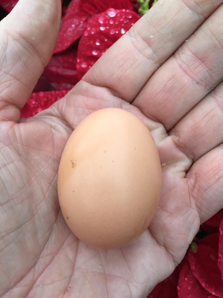 HundredAcreFarm's tweet photo. First egg from one of our English Orpingtons. #egg #heirloomchickens #sustainability #organic http://t.co/T19aayPCxd