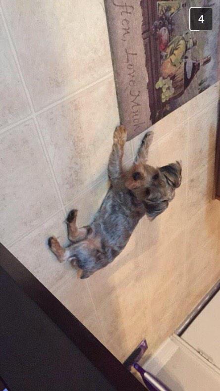 TexasHSchooldog's tweet photo. yogi from pflugerville high school http://t.co/PTHqB8UuaX