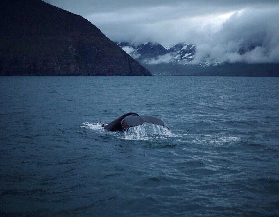 _Smirnova_A's tweet photo. 🐋 http://t.co/M0vBWd10Wh