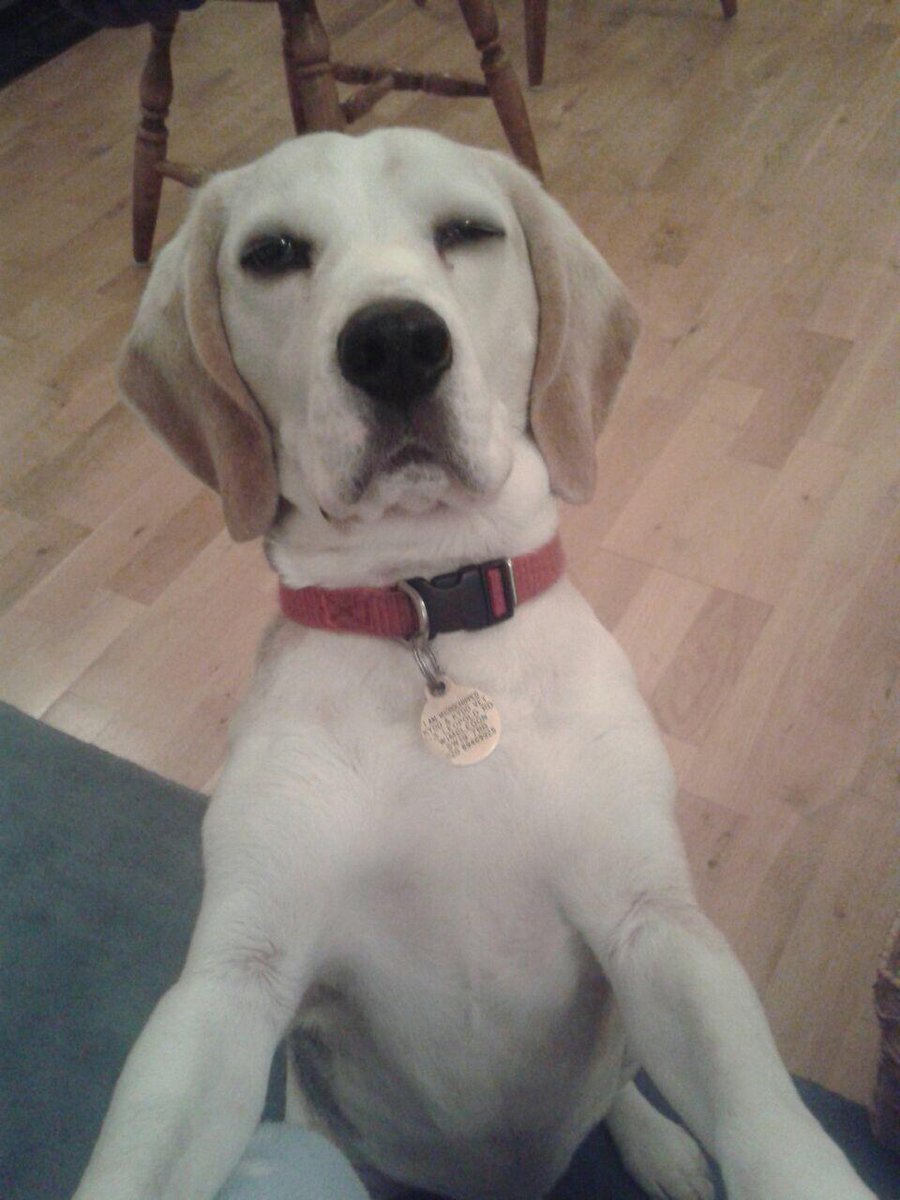 How you doing? #winkingbeagle