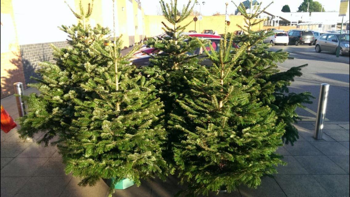 Still deciding whether to buy a real Christmas tree this year? Let us persuade you! <a href="/TheTreeAmigos/">Tree Amigos</a> <a href="/treeamigosnw/">Tree Amigos NW</a>