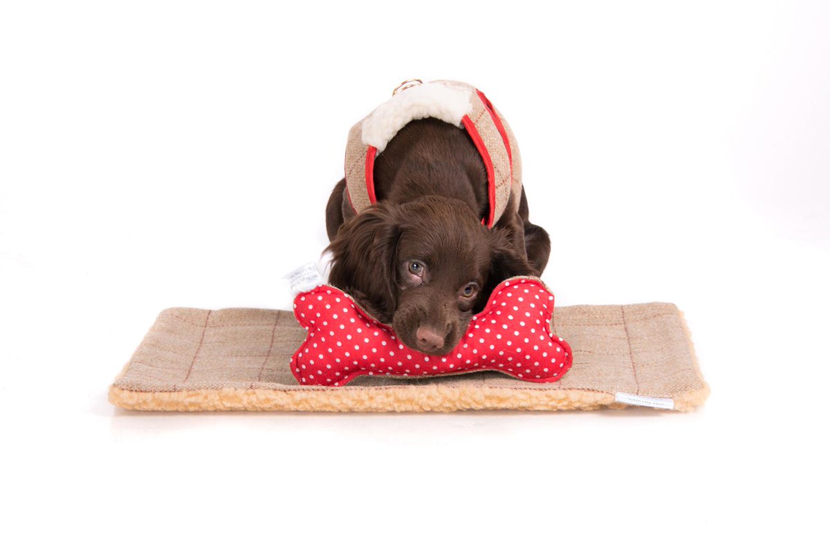 Kbridgepets's tweet photo. Come see our 'Paw-Fect' Christmas gifts for #dogs &amp; #cats  http://t.co/sbI7GTBn3I http://t.co/w4pQpmooVt