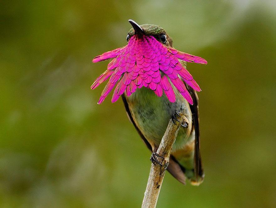 AboutPhotoBlog's tweet image. 20 Vivid Hummingbird Close-ups Reveal Their Incredible Beauty bit.ly/1uaxVm8