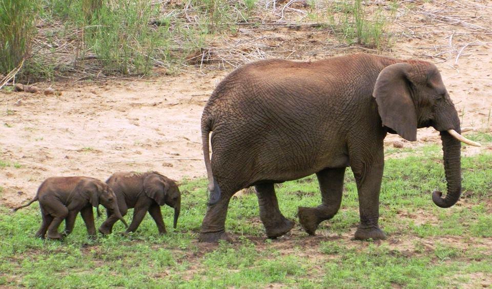 BuzzFeed's tweet photo. Look at these extremely rare baby elephant twins
http://t.co/tdkvrdsbdb http://t.co/30K1VoKkWN