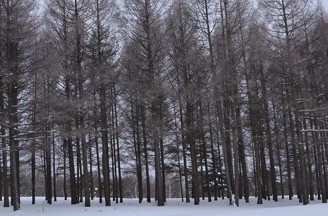 うちゆう 冬木立 １２月の季語 冬の落葉した木々のこと 斧入れて香におどろくや冬木立 与謝蕪村 吹風のはなればなれやふゆ 木立 加賀千代女 明ぼのやあかねの中の冬木立 高井几董 Http T Co Cur8omfaa3 Twitter